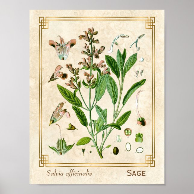 Vintage Illustration Herb Plant Sage Botanical Art Poster (Front)