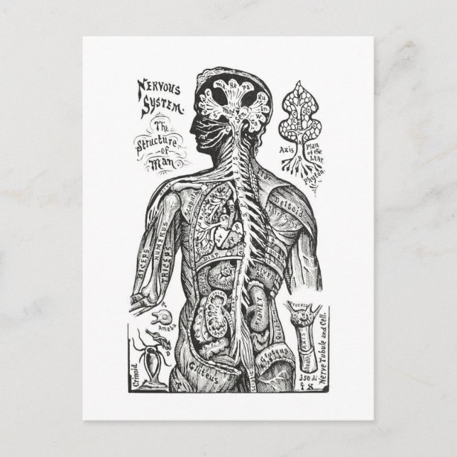 Vintage Illustration: Human Anatomy Diagram Postcard (Front)