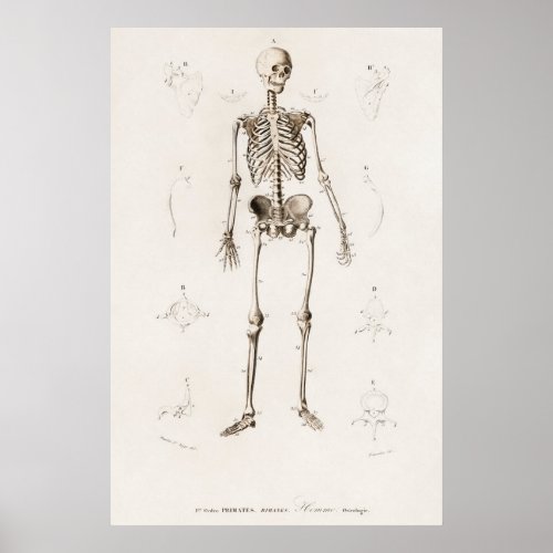 Vintage Illustration Human Skeleton Chart