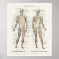 Vintage Illustration Human System