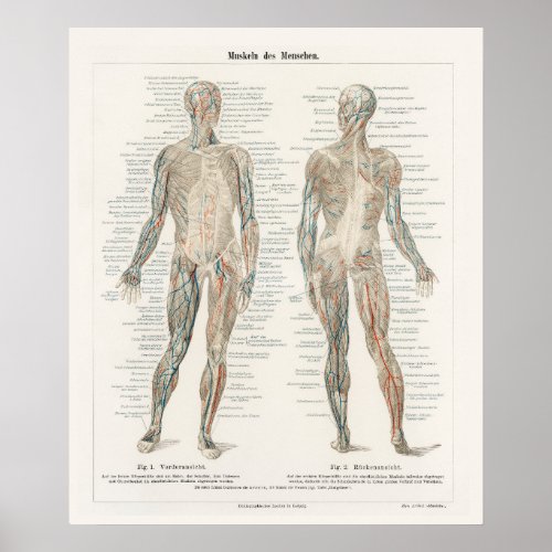 Vintage Illustration Human System Poster