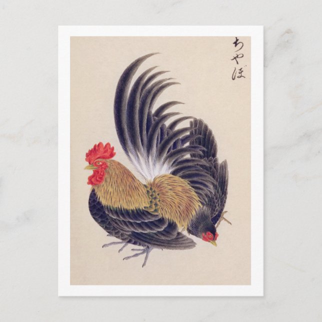 Vintage illustration: Japanese bantam Postcard (Front)