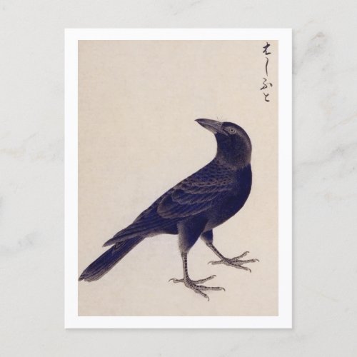Vintage illustration Jungle crow Postcard
