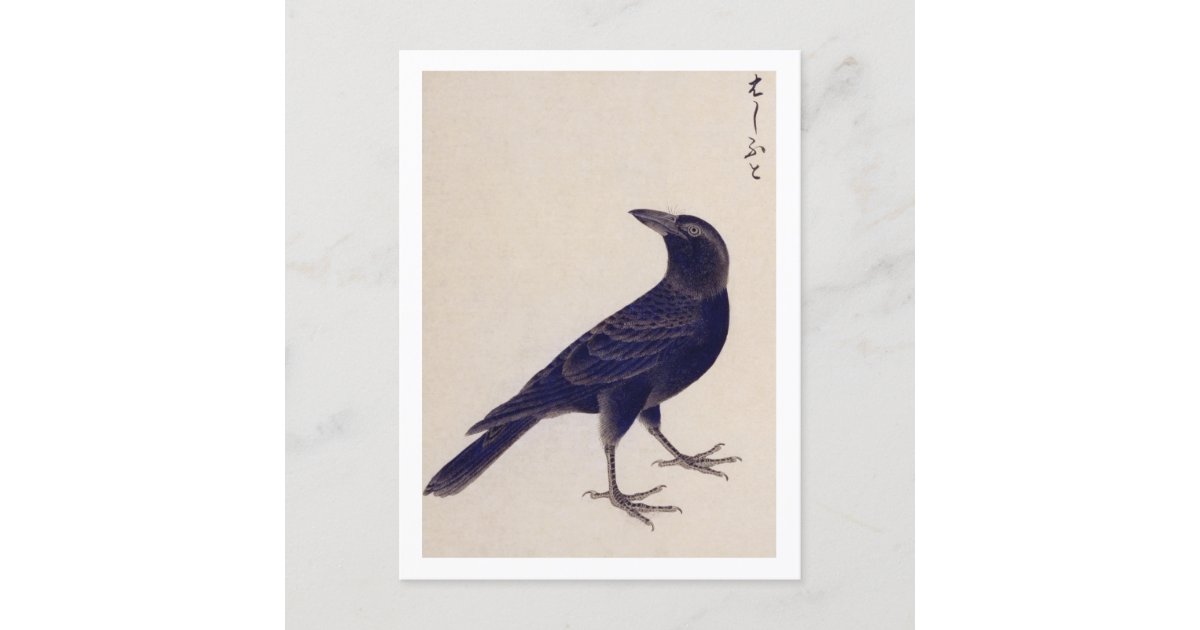 Vintage illustration: Jungle crow Postcard | Zazzle
