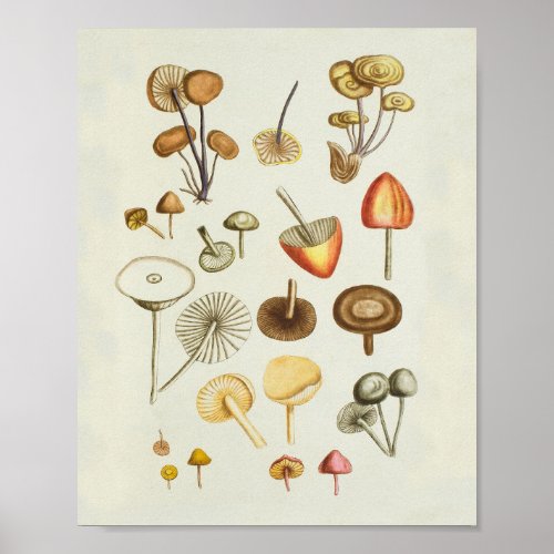 Vintage illustration of a collection of mushrooms  poster