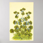 Vintage Illustration Of A Creeping Charlie Plant Poster at Zazzle
