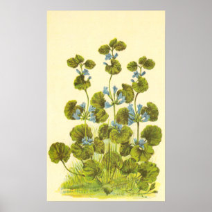 Vintage Illustration of A Creeping Charlie Plant Poster