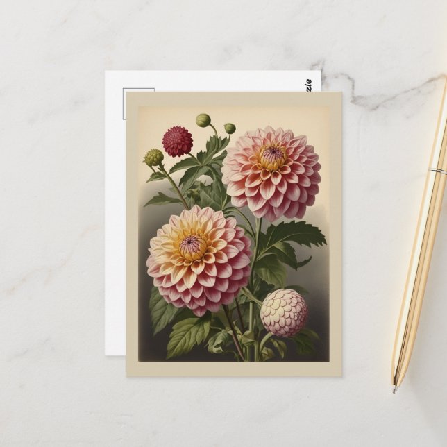 Vintage illustration of a Dahlia  Postcard (Front/Back In Situ)