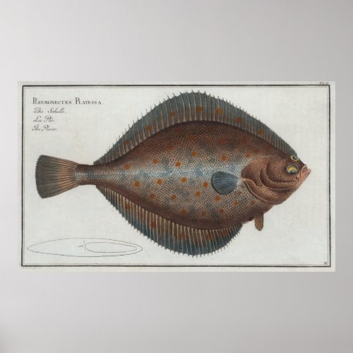 Vintage Illustration of a Flounder Fish 1785 Poster
