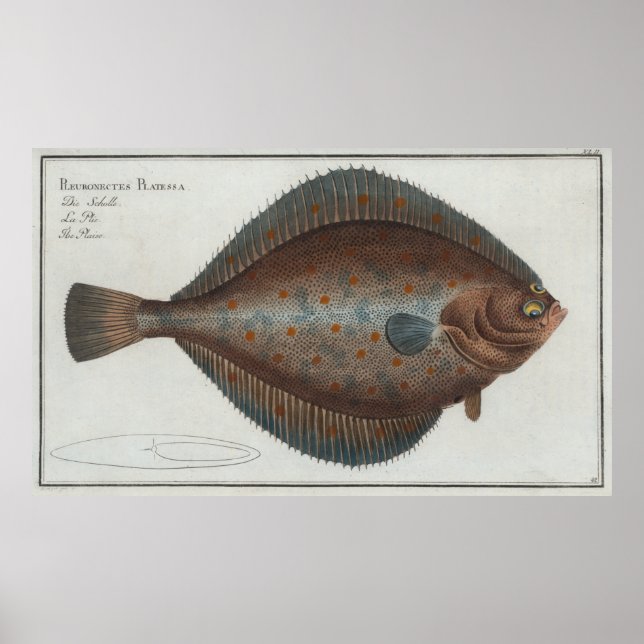 Vintage Illustration of a Flounder Fish (1785) Poster (Front)