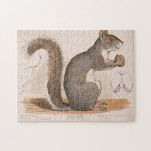 Vintage Illustration of a Grey Squirrel Jigsaw Puzzle