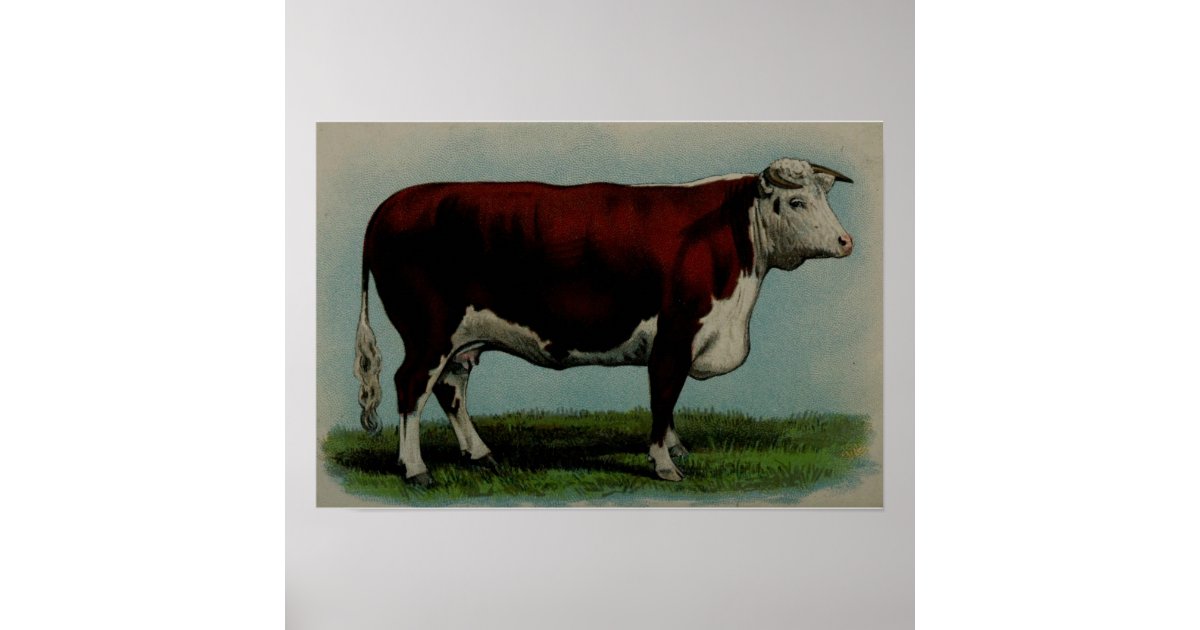 Vintage illustration of a Hereford cow Poster | Zazzle.com