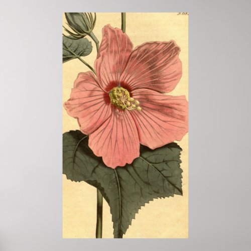 Vintage Illustration of a Hibiscus Flower 1806 Poster