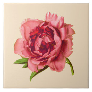 Vintage Illustration of a Large Coral Pink Peony Ceramic Tile