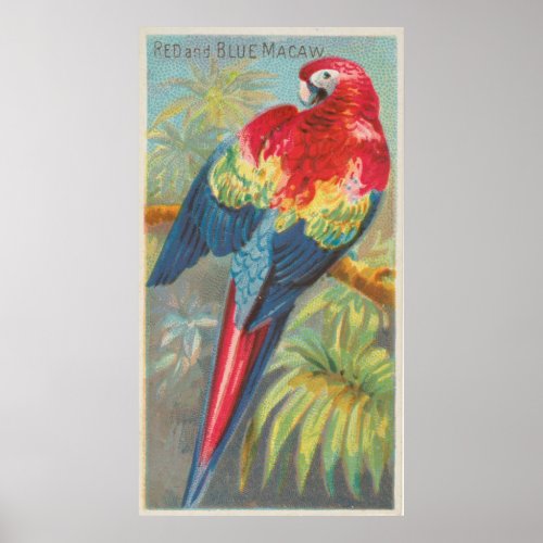 Vintage Illustration of a Macaw Parrot 1889 Poster