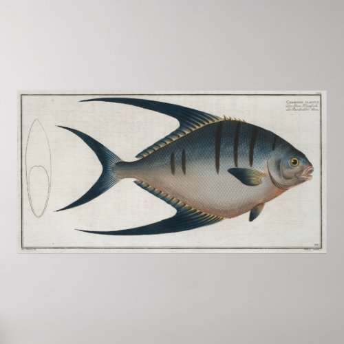 Vintage Illustration of a Palometa Fish 1785 Poster
