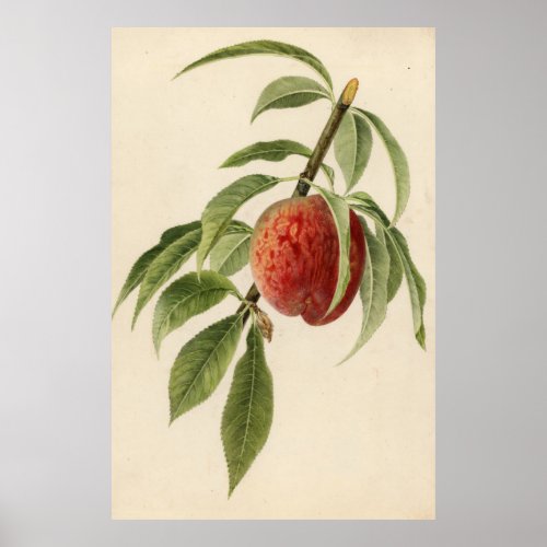 Vintage Illustration of a Peach Branch Poster