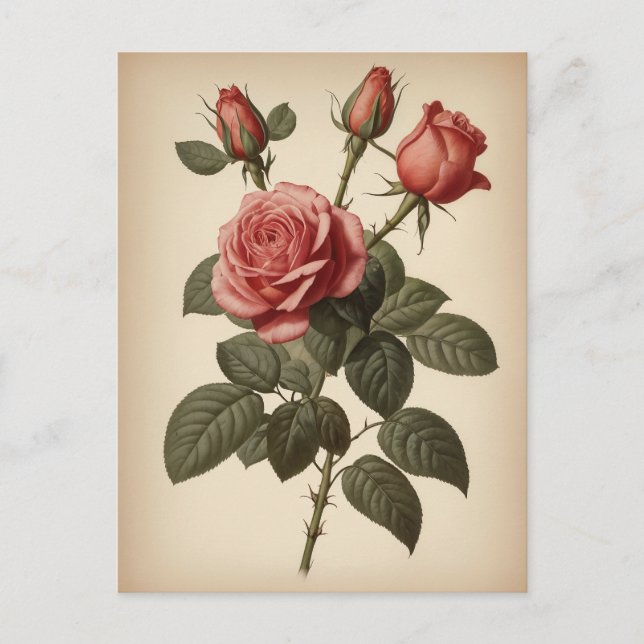 Vintage Illustration of a Rose Postcard (Front)