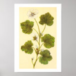 Vintage Illustration Of A Round Leaved Mallow Poster at Zazzle