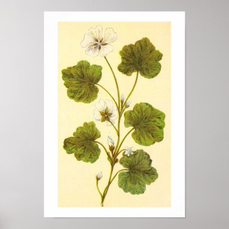 Vintage Illustration Of A Round Leaved Mallow Poster