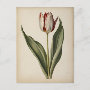 Vintage illustration of a tulip postcard