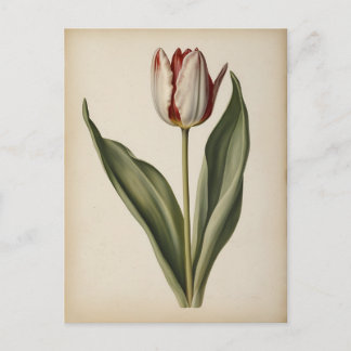 Vintage illustration of a tulip postcard