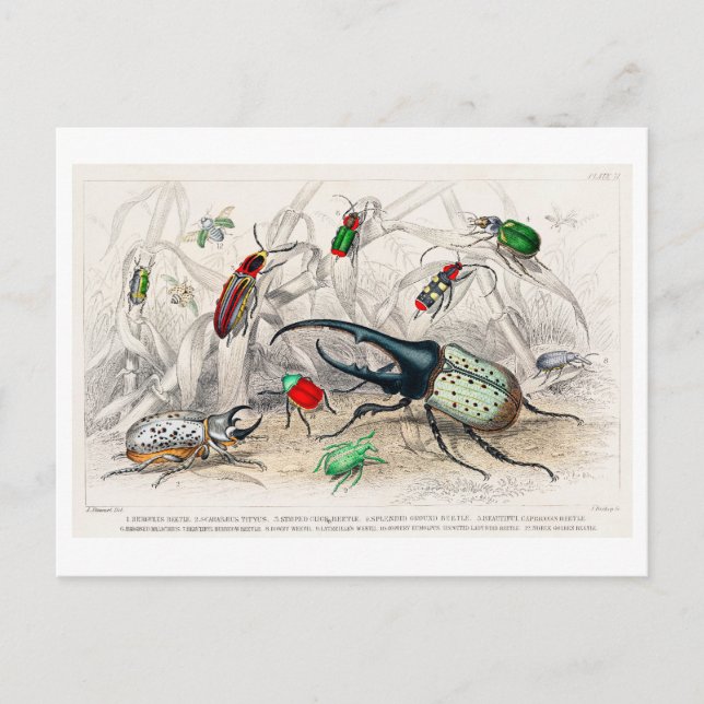 Vintage Illustration of Beetles Postcard (Front)