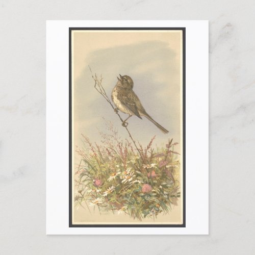 Vintage Illustration of Bird Singing with Flowers Postcard