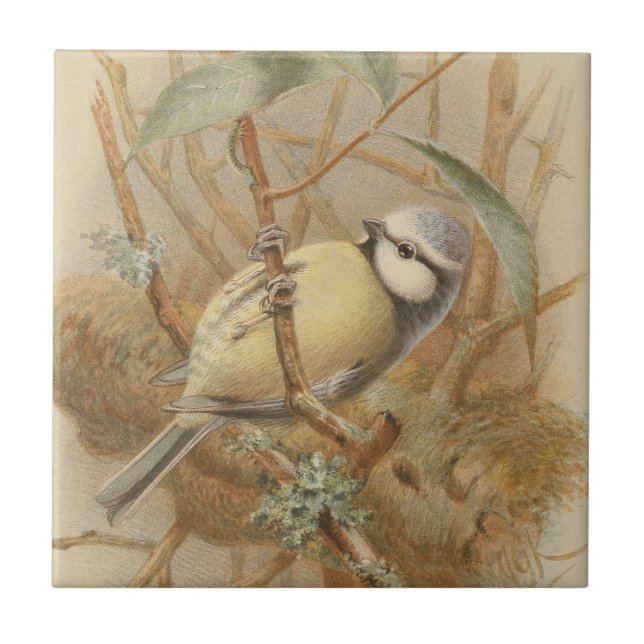 Vintage Illustration of Bluetit Ceramic Tile (Front)
