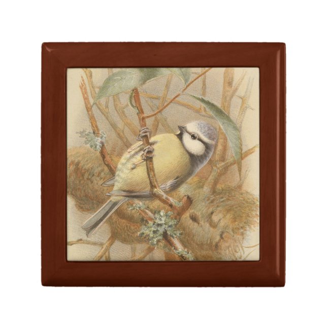 Vintage Illustration of Bluetit Gift Box (Front)
