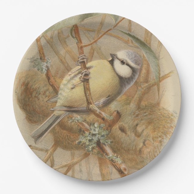Vintage Illustration of Bluetit Paper Plates (Front)