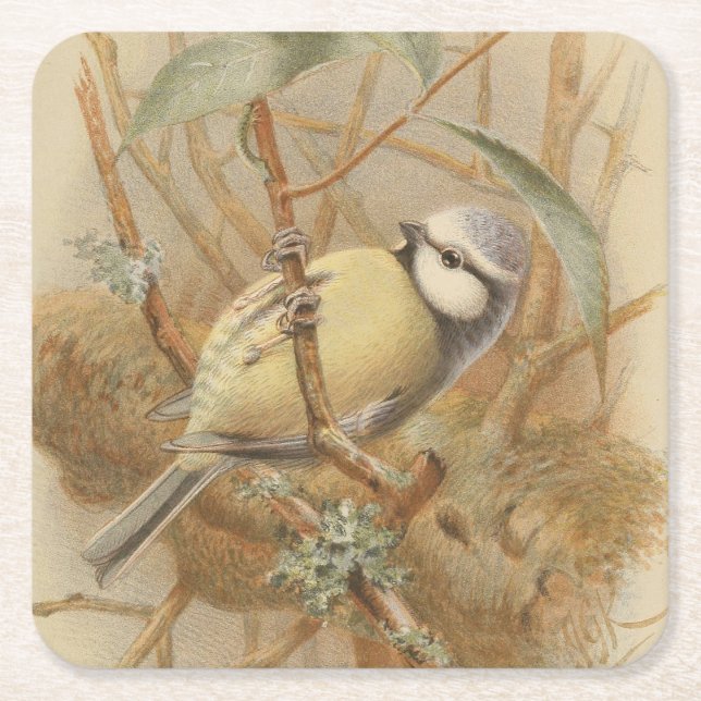 Vintage Illustration of Bluetit Square Paper Coaster (Front)