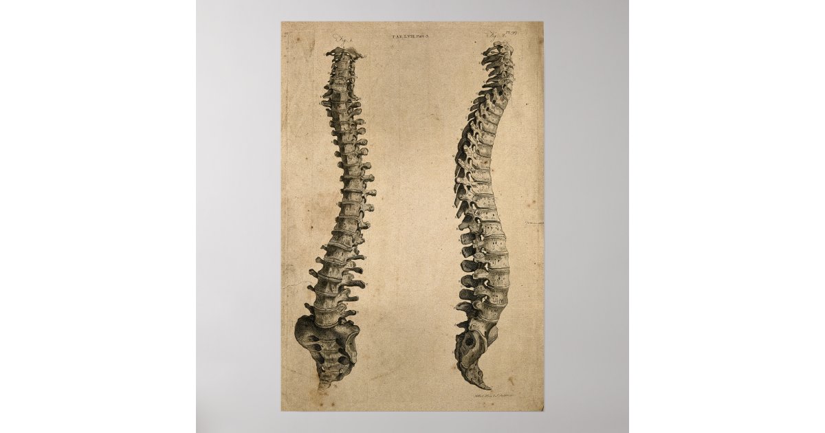 Vintage Illustration of Bones Human Spine Poster | Zazzle