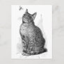 Vintage illustration of Cat watching an Insect Postcard