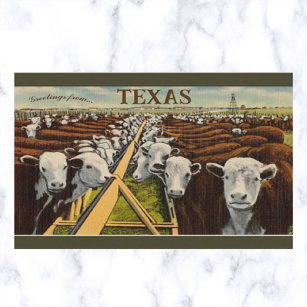 Vintage Illustration of Cattle in Midland Texas Postcard