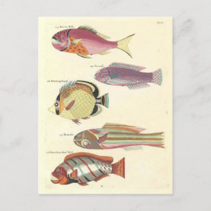 Vintage Illustration of Colorful Fish Postcard