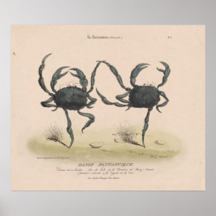 Vintage Illustration of Dancing Crabs (1849) Poster