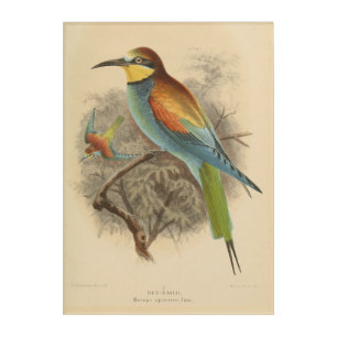Vintage illustration of European Bee-Eater Acrylic Print