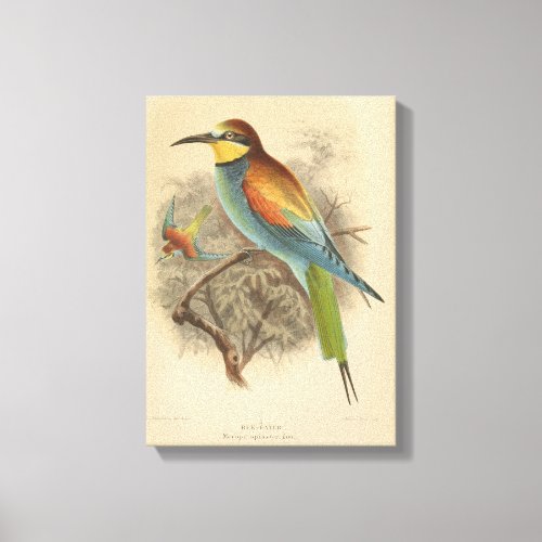 Vintage illustration of European Bee_Eater Canvas Print