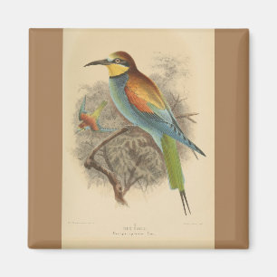 Vintage illustration of European Bee-Eater Magnet