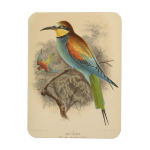 Vintage illustration of European Bee-Eater Magnet
