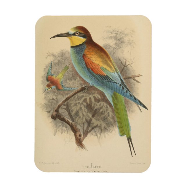 Vintage illustration of European Bee-Eater Magnet (Vertical)