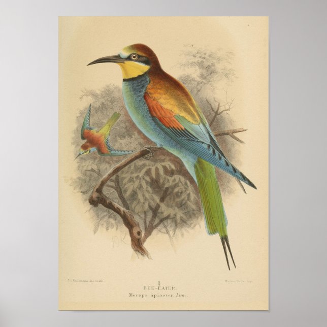Vintage illustration of European Bee-Eater Poster (Front)