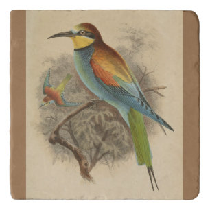 Vintage illustration of European Bee-Eater Trivet