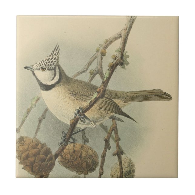 Vintage Illustration of European Crested Tit Ceramic Tile (Front)