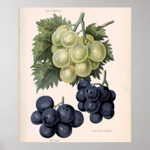 Vintage Illustration of Grape Fruit Floral Poster