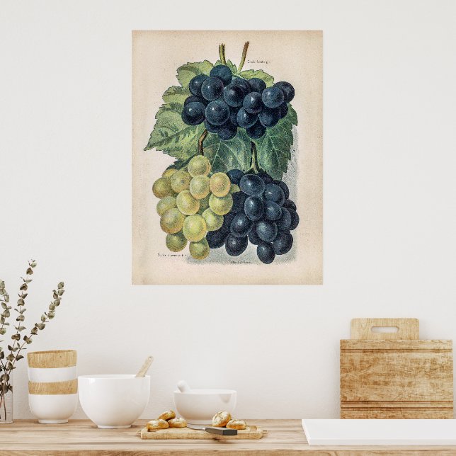 Vintage Illustration of Grape Poster (Kitchen)