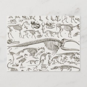 Vintage Illustration Of Human & Animal Bones Postcard by ThinxShop at Zazzle