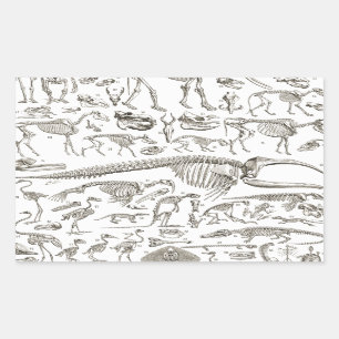 Vintage Illustration of Human & Animal Bones Rectangular Sticker