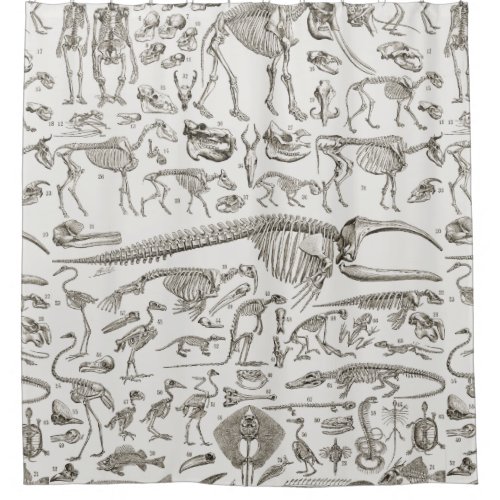 Vintage Illustration of Human  Animal Bones Shower Curtain